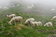 Anello Laghi dI Ponteranica-Monte Avaro dai Piani il 13 giugno 2017 - FOTOGALLERY